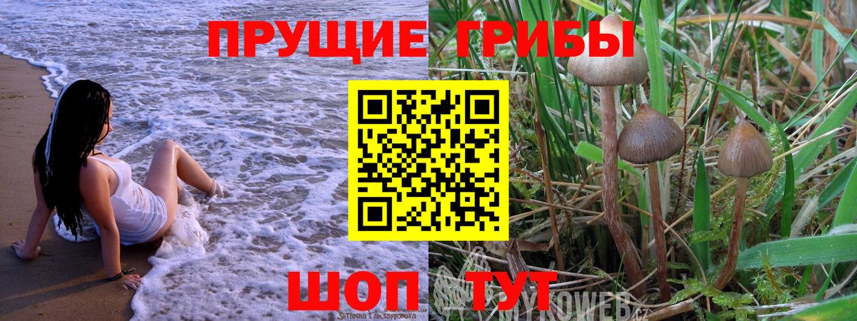 Псилоцибиновые грибы GOLDEN TEACHER Ливны